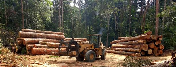 How Our Tree Care Process Works  in  Southern Shops, SC